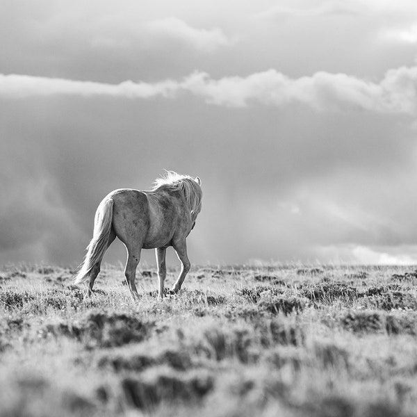 Unbroken, Wild Horse and Storm Clouds Photograph, Dramatic Black and White Animal Print, Horizontal