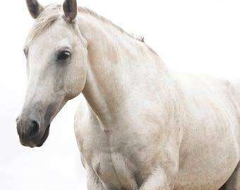 White Horse Photo, Monochromatic Photography, White Beauty, Fine Art Equestrian Photography