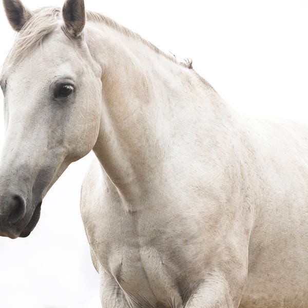 White Horse Photo, Monochromatic Photography, White Beauty, Fine Art Equestrian Photography