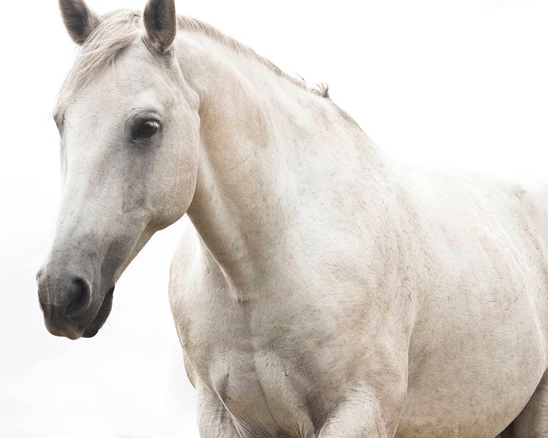 White Horse Photo, Monochromatic Photography, White Beauty, Fine Art Equestrian Photography image 1