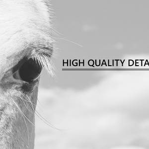 Horse Eye Photograph, Close Up White Horse, Physical Print image 5