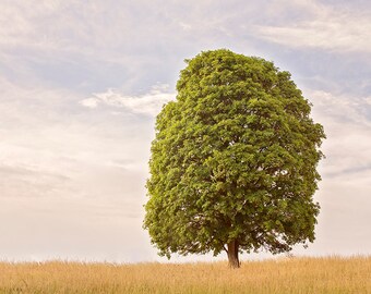 Tree Photograph in Color, Landscape and Nature Art, Physical Print