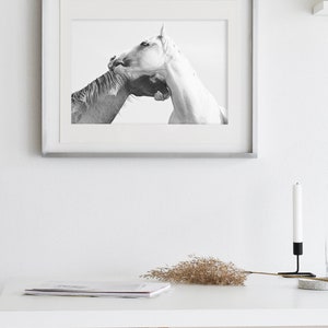 Fotografía de caballos, Fotografía ecuestre en blanco y negro, Impresión de caballos blancos imagen 2