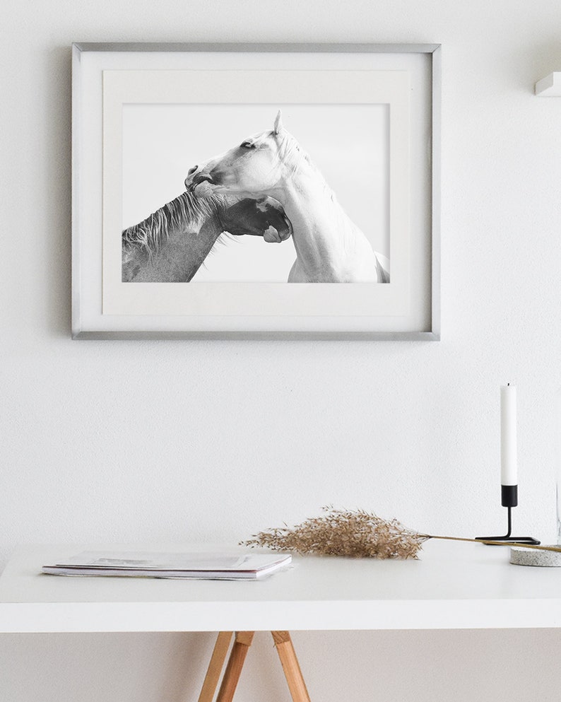 Fotografía de caballos, Fotografía ecuestre en blanco y negro, Impresión de caballos blancos imagen 2