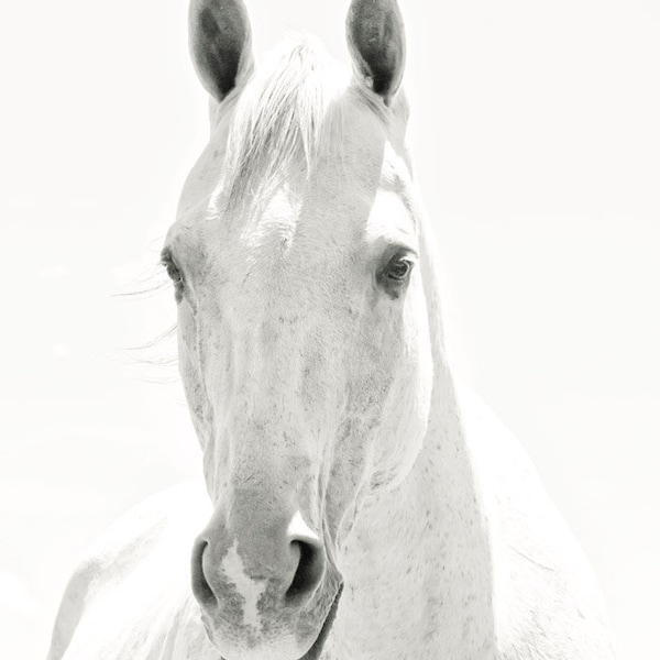 White Horse Photograph in Black and White, White Background Animal Art, Vertical Wall Art, Physical Print