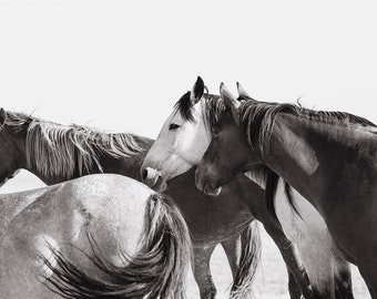 Wild Horse Companions, Equine Photography, Animal Print, Horse Wall Art