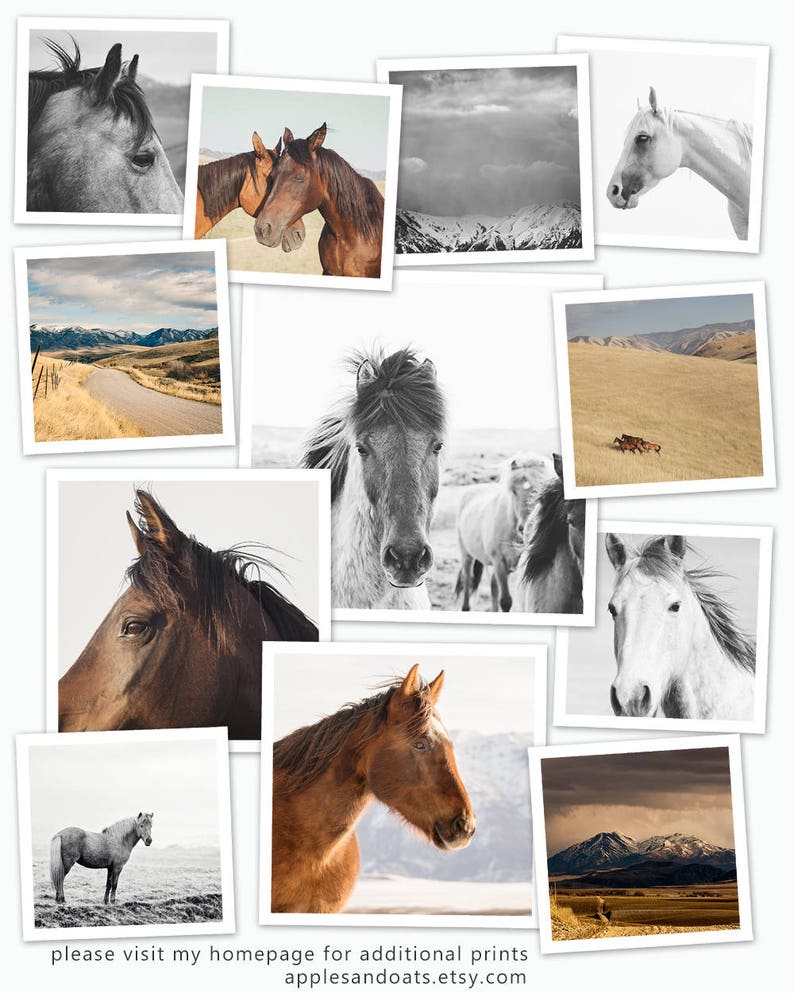 Western Horse Photograph in Color, Paint Horses, Utah Mountains image 7