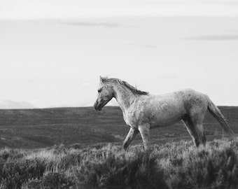 Endeavor, Wild Stallion Photograph, Wild Horse Picture in Black and White, Equine Art
