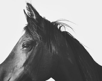 Close Up Equine Photography, Physical Print in Black and White