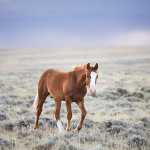 Little Curly, Young Wild Horse Photograph in Color, Horse Wall Art image 1