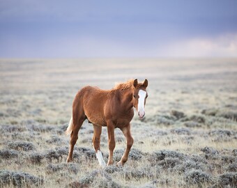 Little Curly, Young Wild Horse Photograph in Color, Horse Wall Art