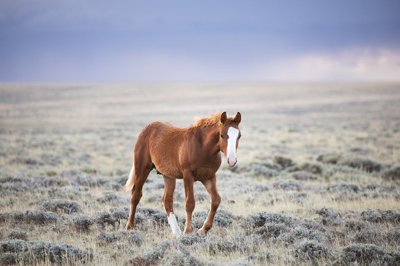 Little Curly, Young Wild Horse Photograph in Color, Horse Wall Art image 1
