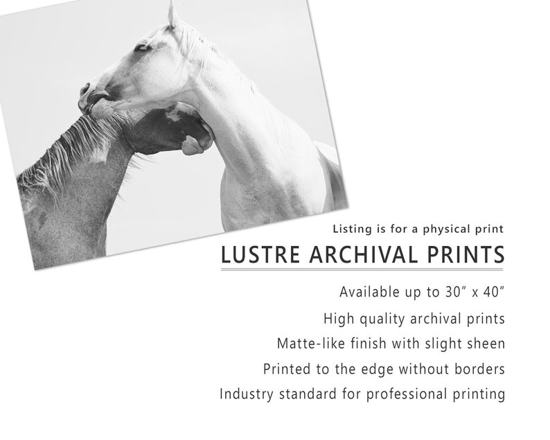 Fotografía de caballos, Fotografía ecuestre en blanco y negro, Impresión de caballos blancos imagen 6