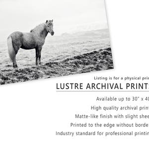 Icelandic Horse, Black and White Landscape Photograph, Equine Art, Physical Print image 5