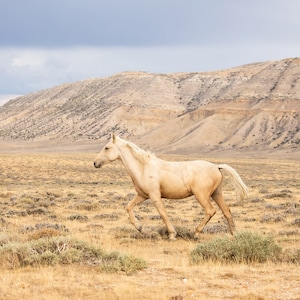 Dusty Palomino, Wild Horse Photograph, Horse Picture in Color