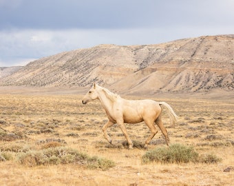 Dusty Palomino, Wild Horse Photograph, Horse Picture in Color