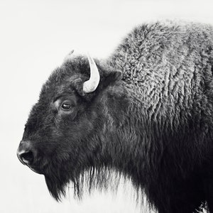 Buffalo Print, Bison Photograph in Black and White