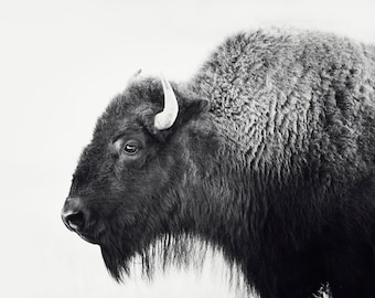Buffalo Print, Bison Photograph in Black and White