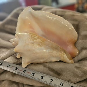 May include: A large, natural conch shell with a creamy white and peach coloration. The shell is approximately 8 inches long, with a textured surface and a prominent spiral shape. The shell is resting on a soft, gray blanket.