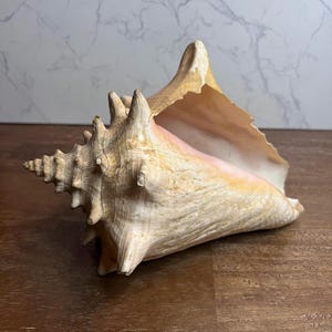 May include: A large conch shell featuring a spiraled, pointed apex and a series of prominent, thorn-like spikes along its exterior. The shell displays a textured surface with shades of tan, cream, and beige, transitioning to a smooth, pale pink interior.