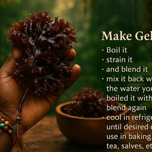 Purple Irish Sea Moss Chondrus Crispus Wildcrafted Sun-Dried WHOLESALE 100% Real Sea Moss Species that Dr Sebi used | Congo Kitchen Alkaline