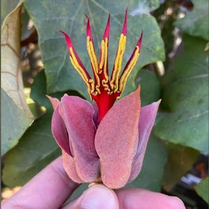 Flor De Manita