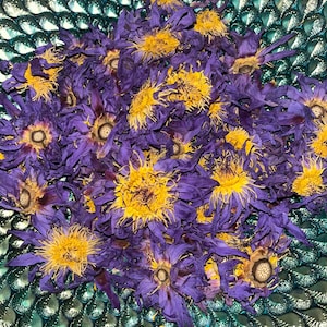 Organic Egyptian Blue Lotus Flower Petals & Stems • Nymphaea caerulea • No Additives, Pesticides, or Chemicals • Tea Lucid Dreaming, Incense