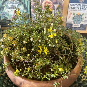 Frisches Creosote Shower Bundle: Wüstenregen-Duft, Aromatherapie-Kraut