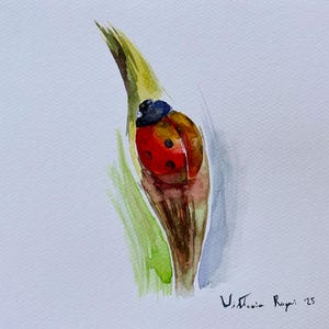 Coccinella, Acquerelli '25.