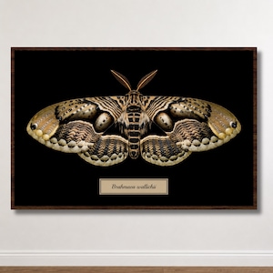 Peut inclure: Une impression rectangulaire encadrée représentant une illustration détaillée du papillon Brahmaea wallichii sur fond noir. Le papillon présente des motifs complexes bruns, beiges et noirs sur ses ailes, avec une étiquette indiquant Brahmaea wallichii.