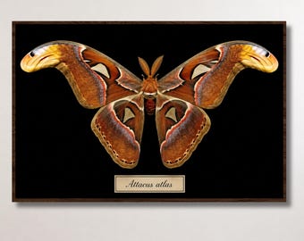 Poster des Atlasfalters – Schmetterlingswandbild – Sonnenuntergangsfalter-Druck – Insektenkunst – entomologische Dekoration