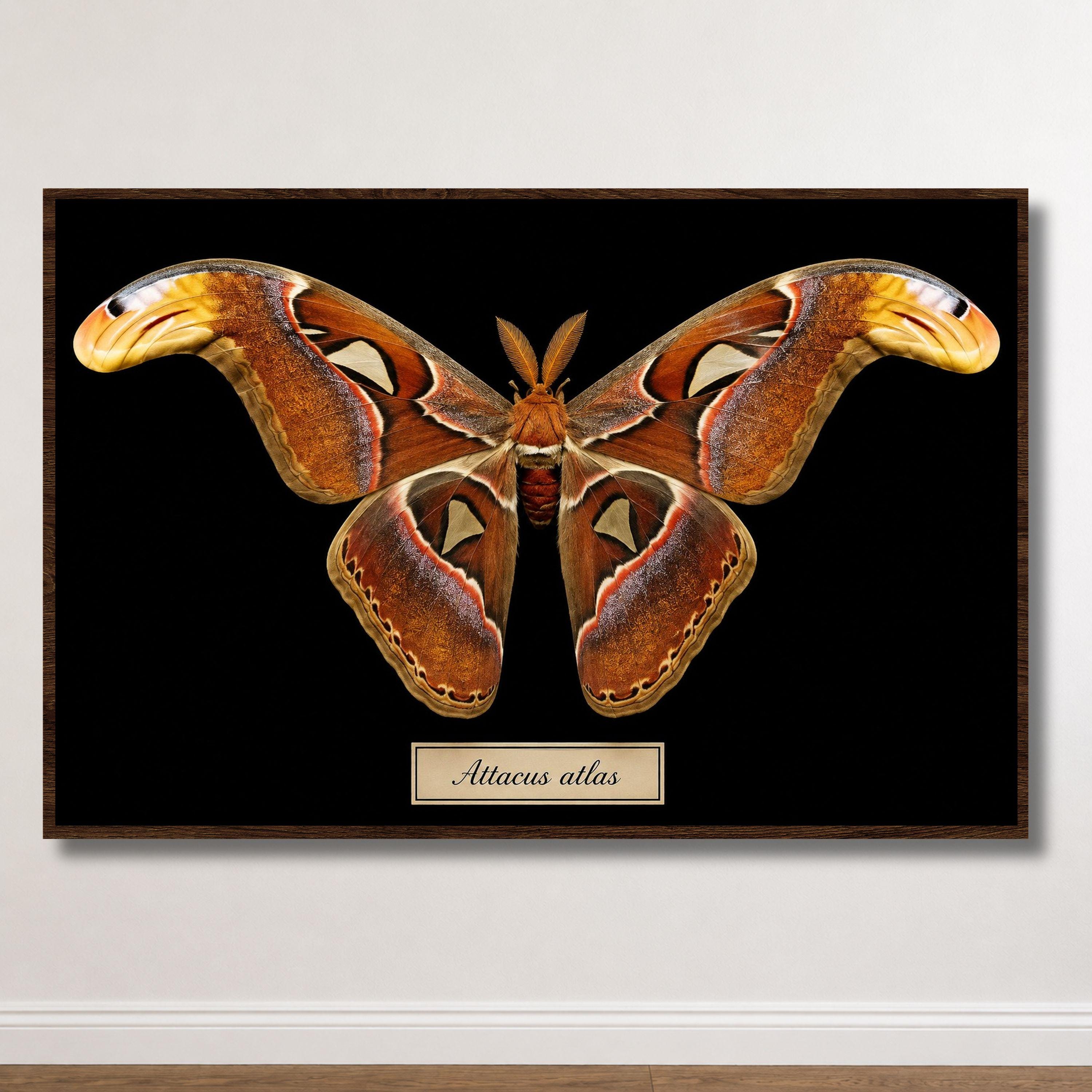 Atlas moth specimen - Etsy 日本 Atlas moth specimen - Etsy 日本