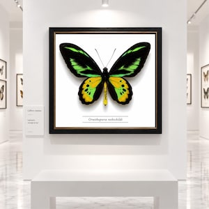 Rothschild fågelvingemal poster - Ornithoptera rothschildi fjäril - fjärilsväggkonst - insektskonst - entomologidekor