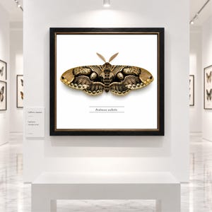 Peut inclure: Une œuvre d'art murale carrée encadrée représentant une illustration détaillée d'un papillon Brahmaea wallichii aux motifs d'ailes complexes bruns, noirs et crème. Le papillon est centré sur un fond blanc avec le texte Brahmaea wallichii en dessous.