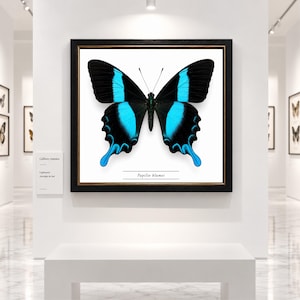 Op de afbeelding: Een vierkant ingelijst wandkunstwerk met een gecentreerde illustratie van een Papilio blumei vlinder. De vlinder heeft levendige elektrische blauwe banden over zijn zwarte vleugels. De tekst Papilio blumei staat onderaan in het midden gedrukt.