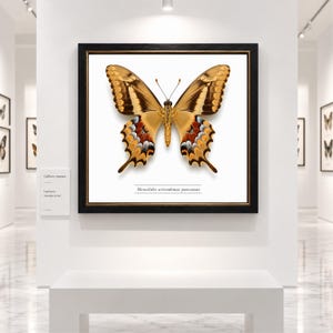 Svalstjärtsfjäril - fjärilsväggkonst - solnedgångsfjäril - entomologidekor - svalstjärtsfjärilsexemplar
