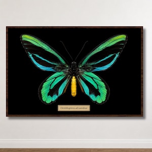 Peut inclure: Une impression d'art murale encadrée représentant un papillon Ornithoptera alexandrae aux ailes vert vif et bleu, au corps noir et à l'abdomen jaune. Sous le papillon, une petite étiquette rectangulaire porte le texte Ornithoptera alexandrae.