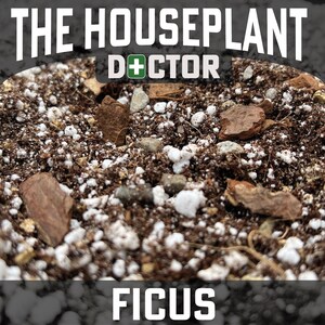 May include: Close-up of a brown soil mix with white perlite and small brown pieces of bark. The text "THE HOUSEPLANT DOCTOR" is at the top of the image and the text "FICUS" is at the bottom of the image.