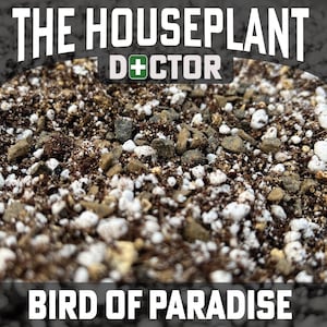 May include: Close-up of a soil mix for a Bird of Paradise plant. The soil is a mix of dark brown soil, white perlite, and small grey rocks.