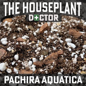 May include: Close-up of soil mix with bark pieces and white granules. The text "THE HOUSEPLANT DOCTOR" is at the top, with "PACHIRA AQUATICA" at the bottom. The image suggests a product related to houseplant care.