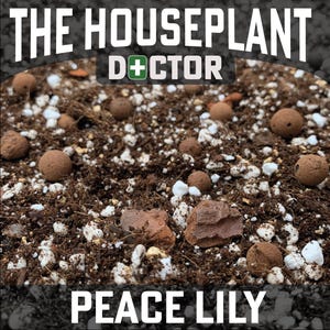 May include: Close-up of a brown soil mix with white perlite, small brown clay balls, and larger red clay pieces. The text "THE HOUSEPLANT DOCTOR" is at the top of the image and "PEACE LILY" is at the bottom.