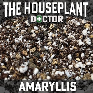 May include: Close-up of a dark brown soil mix with white and beige pebbles. The soil is labelled "THE HOUSEPLANT DOCTOR AMARYLLIS".