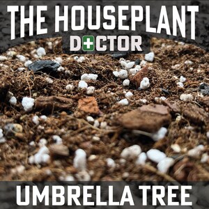 May include: Close-up of soil with white pebbles and brown pieces of bark. The text "THE HOUSEPLANT DOCTOR" is at the top of the image and the text "UMBRELLA TREE" is at the bottom of the image.