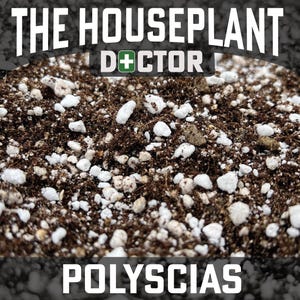 May include: Close-up of a dark brown soil mix with white perlite. The soil is labelled "The Houseplant Doctor" and "Polyscias".