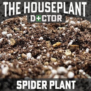 May include: Close-up of brown soil with white and yellow pebbles. The text "THE HOUSEPLANT DOCTOR" is at the top of the image and "SPIDER PLANT" is at the bottom.