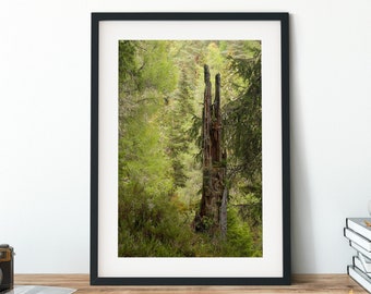 Old Tree Stump Print - Scottish Landscape Photography - Falls of Bruar, Perth and Kinross
