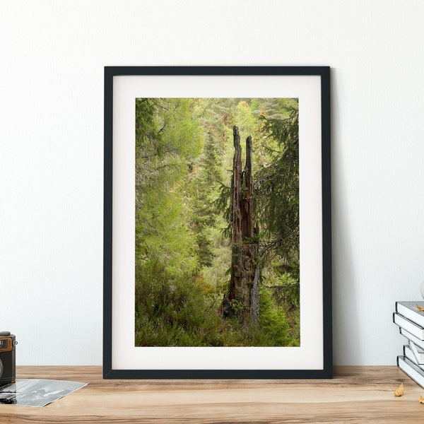 Old Tree Stump Print - Scottish Landscape Photography - Falls of Bruar, Perth and Kinross