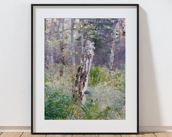 Silver Birch Tree Photography Print, Large Aberdeenshire Forest Wall Art, Scottish Landscape Stretched Canvas, Framed Forest Canvas