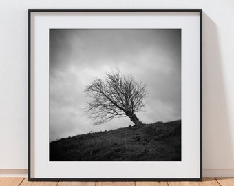 Square Black and White Tree Print, Scottish Landscape Photography, Pentland Hills Tree Print, Large Stretched Canvas Wall Art, Ready To Hang
