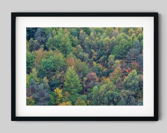 Scottish Autumn Woodland Photography Print, Large Forest Photography Stretched Canvas, Nature Photography Framed Canvas, Rolled Canvas